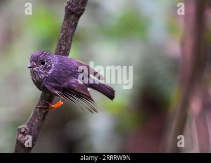 230615 -- WELLINGTON, 15. Juni 2023 -- dieses Foto, das am 16. Dezember 2020 aufgenommen wurde, zeigt einen Nordinsel-robin im Zealandia Eco-Sanctuary in Wellington, Neuseeland. Eine am Mittwoch veröffentlichte Studie fand heraus, dass Neuseelands männliche North Island Robins den Ernährungsbedürfnissen ihrer Freunde gerecht werden und ihre Liebe auf der Speisekarte zeigen. ZU DEN neuseeländischen Robinen zeigen Liebe auf Menü: Research NEW ZEALAND-NORTH ISLAND ROBINS-MENU GuoxLei PUBLICATIONxNOTxINxCHN Stockfoto