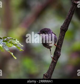 230615 -- WELLINGTON, 15. Juni 2023 -- dieses Foto, das am 16. Dezember 2020 aufgenommen wurde, zeigt einen Nordinsel-robin im Zealandia Eco-Sanctuary in Wellington, Neuseeland. Eine am Mittwoch veröffentlichte Studie fand heraus, dass Neuseelands männliche North Island Robins den Ernährungsbedürfnissen ihrer Freunde gerecht werden und ihre Liebe auf der Speisekarte zeigen. ZU DEN neuseeländischen Robinen zeigen Liebe auf Menü: Research NEW ZEALAND-NORTH ISLAND ROBINS-MENU GuoxLei PUBLICATIONxNOTxINxCHN Stockfoto