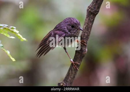 230615 -- WELLINGTON, 15. Juni 2023 -- dieses Foto, das am 16. Dezember 2020 aufgenommen wurde, zeigt einen Nordinsel-robin im Zealandia Eco-Sanctuary in Wellington, Neuseeland. Eine am Mittwoch veröffentlichte Studie fand heraus, dass Neuseelands männliche North Island Robins den Ernährungsbedürfnissen ihrer Freunde gerecht werden und ihre Liebe auf der Speisekarte zeigen. ZU DEN neuseeländischen Robinen zeigen Liebe auf Menü: Research NEW ZEALAND-NORTH ISLAND ROBINS-MENU GuoxLei PUBLICATIONxNOTxINxCHN Stockfoto