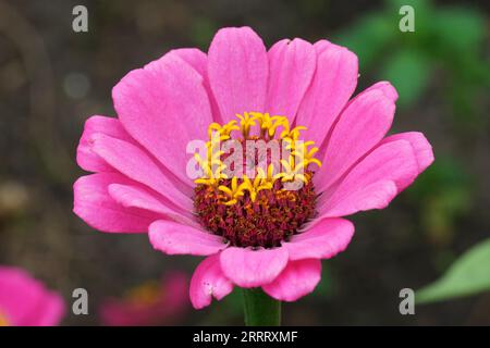 Natürliche Nahaufnahme auf einer hellrosa gemeinsamen eleganten Zinnia elegans-Blume für Jugendliche Stockfoto