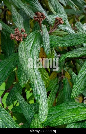 Viburnum rhytidophyllum, ein immergrüner Strauch gemeinhin als lederfarn virbunum, im Herbst. Stockfoto