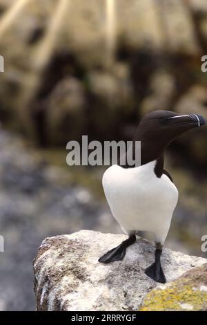 Nahaufnahme eines Razorbill auf der Insel Mai Stockfoto