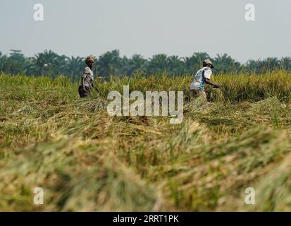 230623 -- KIHANGA, 23. Juni 2023 -- Bauern ernten Reis in Kihanga, Provinz Bubanza, Burundi, 20. Juni 2023. Das ostafrikanische Land Burundi ist bekannt als das Herz Afrikas und hat ein tropisches Klima mit reichlich Niederschlag. Die natürlichen Bedingungen sind günstig für die Reisproduktion, aber der geringe Ertrag der lokalen Reisproduktion lässt die Burunder lange Zeit unter Nahrungsmittelknappheit leiden. Um dieser Herausforderung zu begegnen, führt China seit August 2009 in Burundi technische Kooperationsprogramme durch und entsendet Experten in das afrikanische Land, um die Entwicklung der Landwirtschaft zu unterstützen. BURUNDI-KIHANGA-REIS-CHINESISCHER EXPERTE-HARVE Stockfoto