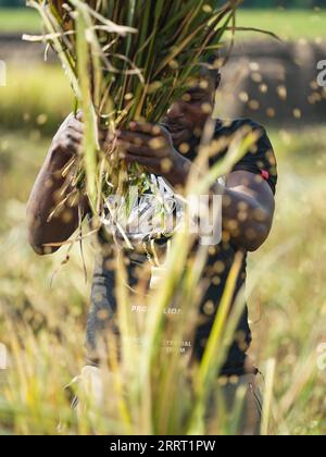 230623 -- KIHANGA, 23. Juni 2023 -- Ein Landwirt drescht Hybridreis in Kihanga, Provinz Bubanza, Burundi, 20. Juni 2023. Das ostafrikanische Land Burundi ist bekannt als das Herz Afrikas und hat ein tropisches Klima mit reichlich Niederschlag. Die natürlichen Bedingungen sind günstig für die Reisproduktion, aber der geringe Ertrag der lokalen Reisproduktion lässt die Burunder lange Zeit unter Nahrungsmittelknappheit leiden. Um dieser Herausforderung zu begegnen, führt China seit August 2009 in Burundi technische Kooperationsprogramme durch und entsendet Experten in das afrikanische Land, um die Entwicklung der Landwirtschaft zu unterstützen. BURUNDI-KIHANGA-RICE-CHINESE EXP Stockfoto