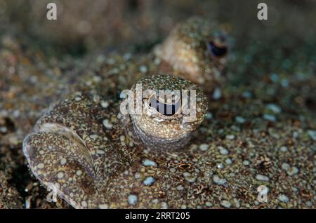 Eyes of Peacock Flunder, Bothus mancus, Tauchplatz am Fluss, Tulamben, Karangasem, Bali, Indonesien Stockfoto