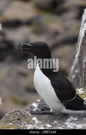 Nahaufnahme eines Razorbill auf der Insel Mai Stockfoto