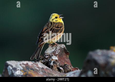 YELLOWHAMMER (Emberiza citrinella) singt, UK. Stockfoto