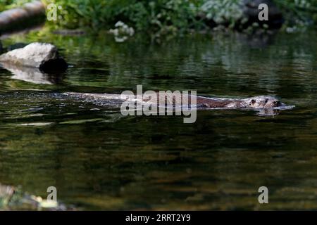 OTTER schwimmt in einem Fluss, Großbritannien. Stockfoto