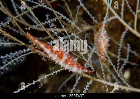 Paar Rosy Spindle Cowries, Phenacovolva rosea, auf Hydroid, Sidem Tauchplatz, Seraya, Karangasem, Bali, Indonesien Stockfoto