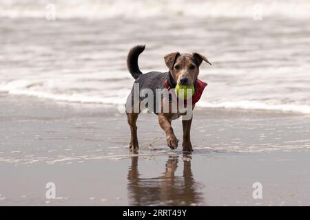 Kleiner Hund am Strand mit einem Tennisball im Mund Stockfoto