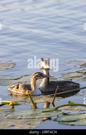 Großer Kammmuschel mit einem jungen Tier im Teich Stockfoto