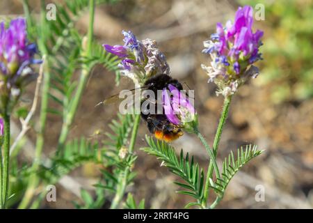 Nahaufnahme Bombus lapidarius, allgemein bekannt als die Rotschwanzmuschel, sammelt Nektar aus der Blüte. Stockfoto