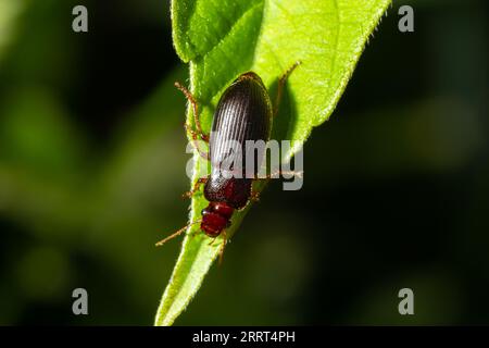 Kupferfarbener Käfer auf Gras in einer natürlichen Umgebung. Sommer, Traumtag. Stockfoto