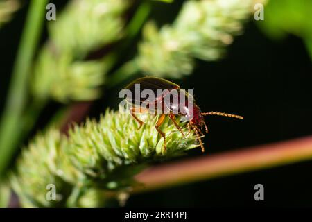 Kupferfarbener Käfer auf Gras in einer natürlichen Umgebung. Sommer, Traumtag. Stockfoto