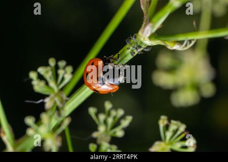 Makro des Frühlingsmilchkäfers Coccinella septempunctata auf grünem Blatt im Wald, natürliche Umwelt. Stockfoto