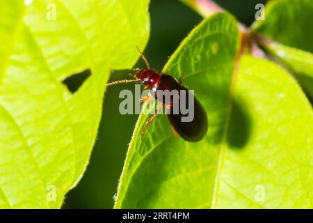 Kupferfarbener Käfer auf Gras in einer natürlichen Umgebung. Sommer, Traumtag. Stockfoto