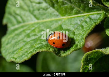 Makro des Frühlingsmilchkäfers Coccinella septempunctata auf grünem Blatt im Wald, natürliche Umwelt. Stockfoto