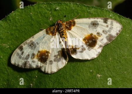 Der gefleckte Schmetterling abraxas sylvata breitet seine Flügel mit braunen Flecken aus. Stockfoto