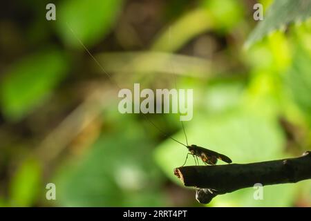 Tellow-verschließte Longhorn-Motte Nemaphora degeerella riesige Antenne. Stockfoto