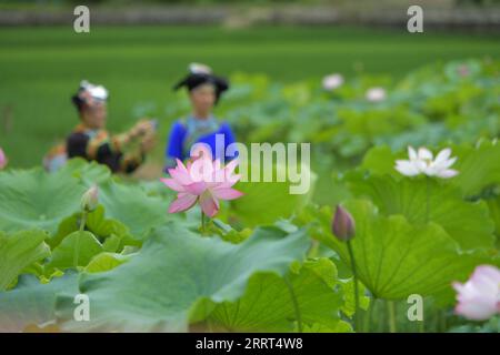 230629 -- PEKING, 29. Juni 2023 -- Touristen machen Fotos von blühenden Lotusblumen im Geji-Dorf im Kreis Xichou, südwestchinesische Provinz Yunnan, 27. Juni 2023. Lotusblumen in ganz China blühen im Sommer. Foto von /Xinhua CHINA-LOTUS FLOWERS-BLOSSOM CN XiongxPingxiang PUBLICATIONxNOTxINxCHN Stockfoto