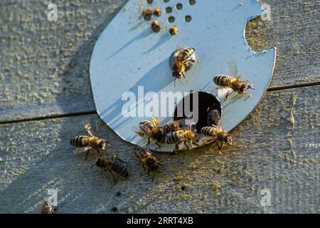 Nahaufnahme fliegender Bienen. Holzbienenstock und Bienen. Jede Menge Bienen am Eingang des alten Bienenstocks in der Bienenkammer. Arbeitende Bienen auf der Planke. Rahmen eines Bienenstocks. Stockfoto