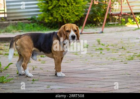 Wunderschöner Haushund-Beagle, Haustier für einen Spaziergang, wunderschöner Showdog. Stockfoto