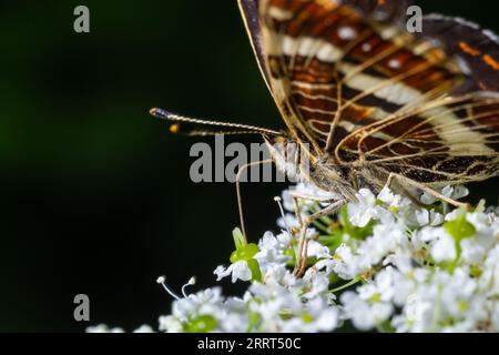 Draufsicht Nahaufnahme auf den Flügeln des Map Butterfly, Araschnia levana, im Sommer-Outfit. Die Karte zwei jährliche Brutvögel sehen sehr unterschiedlich aus. Diesen Sommer br Stockfoto