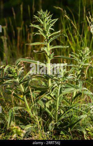 Echium italicum subsp. Biebersteinii, Boraginaceae. Wildpflanzenschuss im Frühjahr. Stockfoto