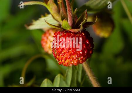 Fragaria Vesca, Walderdbeere, Wald-Erdbeere, Alpine Strawberry, Europäische Erdbeere Fraise-des-Bois genannt. Stockfoto