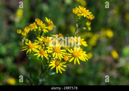 Nahaufnahme vieler Schmetterlinge auf einer gelben blühenden gewöhnlichen Ragwurz- oder Jacobaea vulgaris-Pflanze. Stockfoto