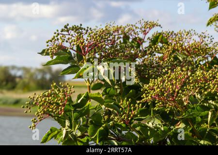 Holunderbeeren, unreife Früchte nach Regen im Garten anbauen. Stockfoto