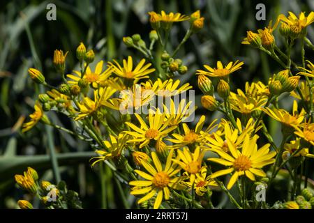 Gelb blühende Pflanzen von Ragwort, Jacobaea vulgaris am frühen Morgen am sonnigen Tag mit blauem Himmel in der Sommersaison Nahaufnahme. Stockfoto