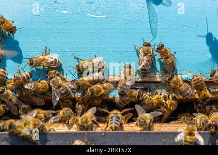 Nahaufnahme fliegender Bienen. Holzbienenstock und Bienen. Jede Menge Bienen am Eingang des alten Bienenstocks in der Bienenkammer. Arbeitende Bienen auf der Planke. Rahmen eines Bienenstocks. Stockfoto