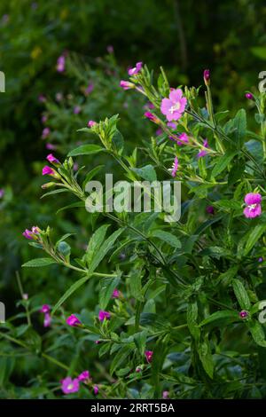 Eine Nahaufnahme eines blühenden Großen Weidewuchses, Epilobium hirsutum an einem späten Sommerabend in estnischer Natur. Stockfoto