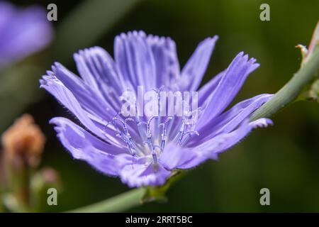 Blüten aus gewöhnlichem Chicorée oder Cichorium intybus, die gemeinhin als blaue Matrosen, Zichorien, Kaffeekräuter oder Succorien bezeichnet werden, sind eine mehrjährige Kräuterpflanze. Cl Stockfoto