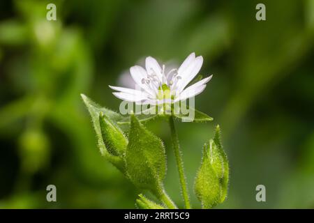 Myosoton aquaticum, Pflanze mit kleiner weißer Blume, bekannt als Wasserkicherkraut oder riesiges Kicherkraut auf grünem, verschwommenem Hintergrund. Stockfoto