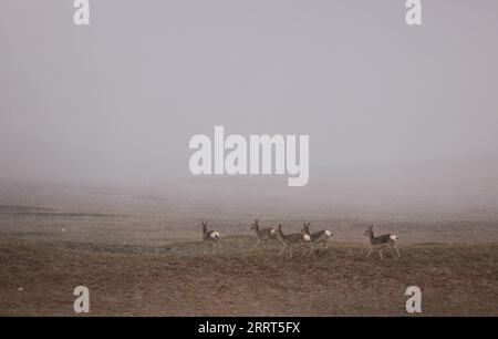 230630 -- GOLMUD, 30. Juni 2023 -- tibetanische Gazellen forschen in der Nähe des Qumar-Flusses in der Quellregion des Yangtze-Flusses, Chinas längster Fluss, in der nordwestchinesischen Provinz Qinghai, 16. Juni 2023. Der 6.300 Kilometer lange Yangtze-Fluss, der längste Fluss Chinas und der drittlängste der Welt, hat drei Quellen: Den Tuotuo-Fluss, den Damqu-Fluss im Süden und den Qumar-Fluss im Norden. Im Hinterland des Qinghai-Tibet-Plateaus zwischen den Kunlun-Bergen und den Tanggula-Bergen gelegen, liegt die Quellregion des Yangtze-Flusses mit einer durchschnittlichen Höhe von mehr als 4.500 Metern Stockfoto