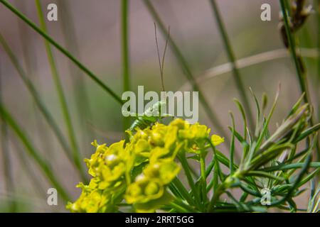 Frühlings-Euphorie Zyparisien, Zypressen-Spurfblüten schließen selektiven Fokus. Stockfoto