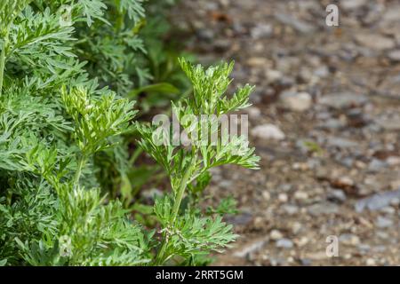 Wermut Artemisia Absinthium im Garten. Wermutbetrieb für pflanzliche Arzneimittel verwendet. Stockfoto