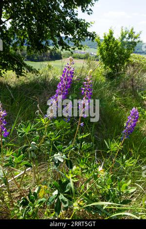 Die blühenden violetten Blüten der Lupine sind Futterpflanzen von Lupinus polyphyllus, die auf dem Feld oder am Waldrand wachsen. Lila Blumen Stockfoto