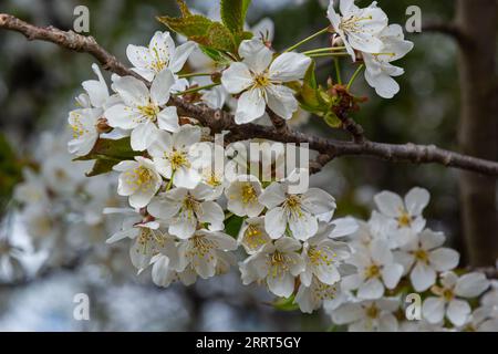 Weiße Kirschblüten in der Frühlingssonne. Selektiver Fokus der schönen Kirschblüte. Wunderschöne Kirschblüten im Hintergrund. Blühende Zweige einer Kirsche Stockfoto