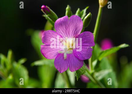 Epilobium hirsutum, grosse haarige willowherb Nahaufnahme, weicher Fokus. Stockfoto