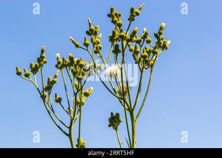 Common Groundsel oder Senecio vulgaris in Wildnis, Weißrussland. Stockfoto