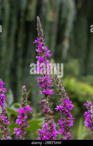 Lythrum salicaria - violettes Loosestrife, gespiktes Loosestrife, violettes Lythrum. Stockfoto