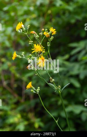 Common Groundsel oder Senecio vulgaris in Wildnis, Weißrussland. Stockfoto