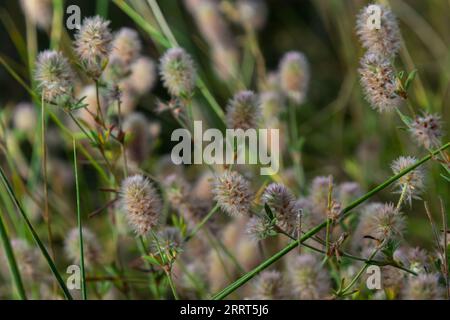 Tropfen Morgentau auf Blüten von Kaninchenklee oder Steinklee Trifolium arvense. Fotos mit. Stockfoto