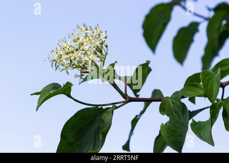 Cornus sanguinea, der gemeine Dornhai, blüht mit grünen Blättern. Frühlingsblume Viburnum lantana. Stockfoto