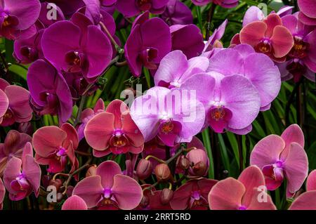 Sydney Australien, blühende rosa und violette Motten Orchideen Stockfoto