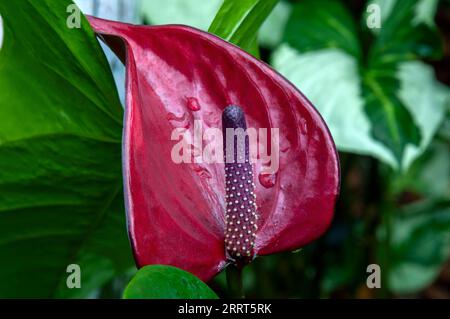 Sydney Australien, violette und karmesinrote Blütenköpfe einer Flamingoblume Stockfoto