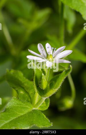 Myosoton aquaticum, Riesenkicherkraut, Caryophyllaceae. Wilde Pflanze im Frühling erschossen. Stockfoto